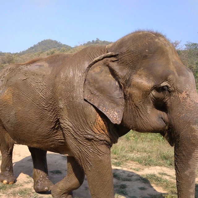 Elephant mud bath