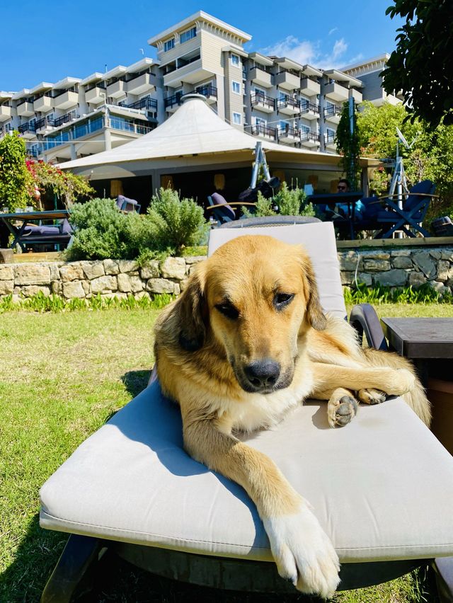 Justiniano Great Hotel for Relaxing 