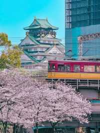 Osaka Castle park full of   cherry blossom 🌸