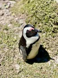 Discover Betty’s Bay, South Africa 🐧