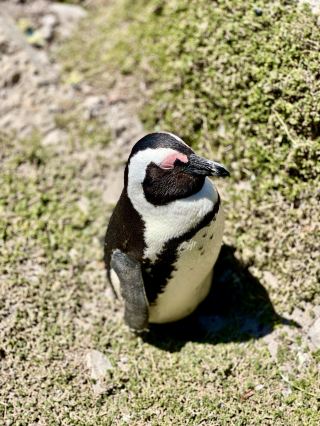 Discover Betty’s Bay, South Africa 🐧
