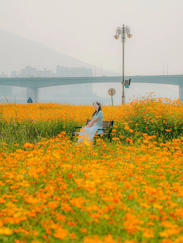 남양주 한강공원 삼패지구