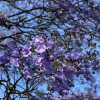 <葡萄牙 Lisbon 🇵🇹> 漫天飛花 💜