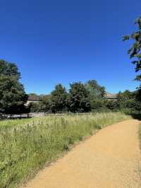 Epping Forest Walk