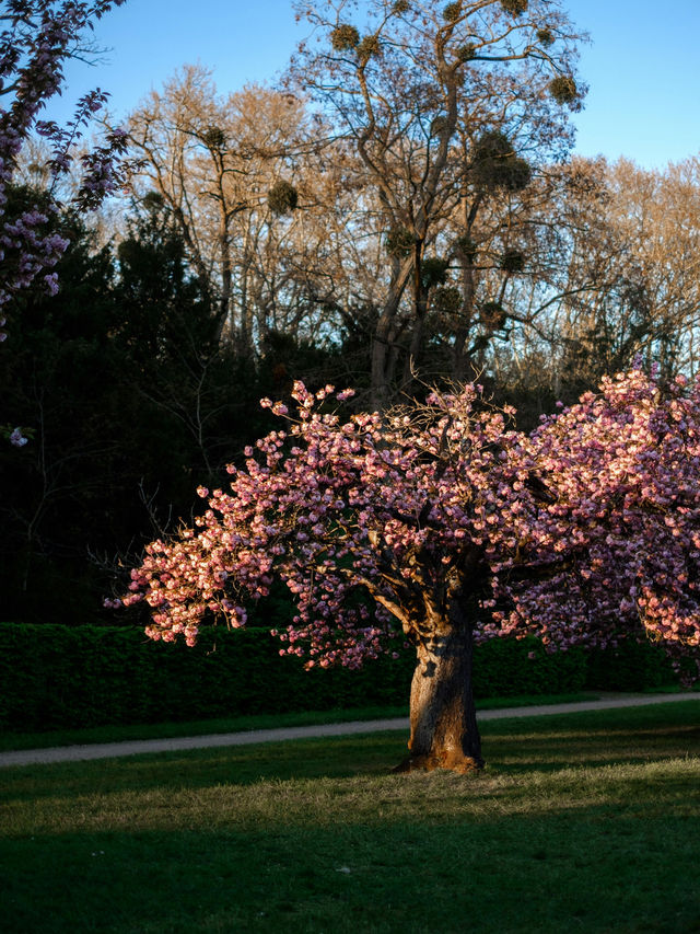 London’s Springtime Elegance: Blooms & Blue Skies🌺