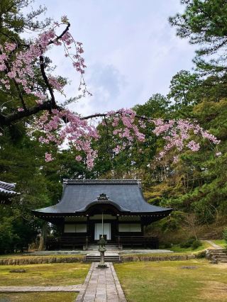 A temple with about 1,500 cherry blossoms in full bloom