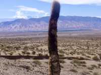 The Wine & Vistas Trail 🍷🌵