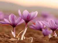 Saffron, known as the “red gold,” is one of the most precious spices in the world
