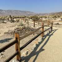 🌵 Getting Around Joshua Tree National Park: Transportation Tips You Need