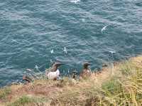 Stonehaven Day Trip