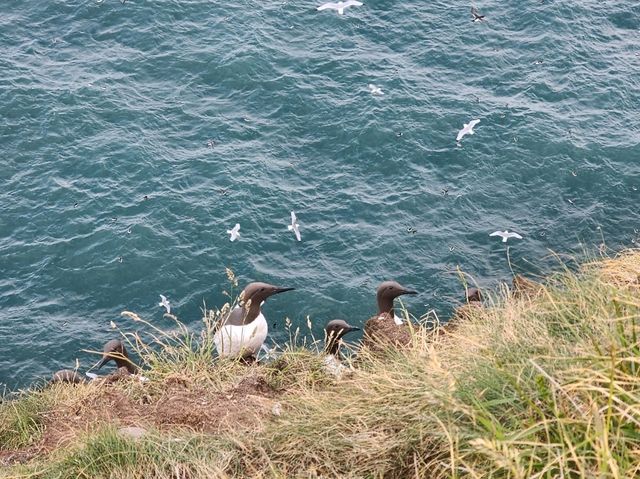 Stonehaven Day Trip