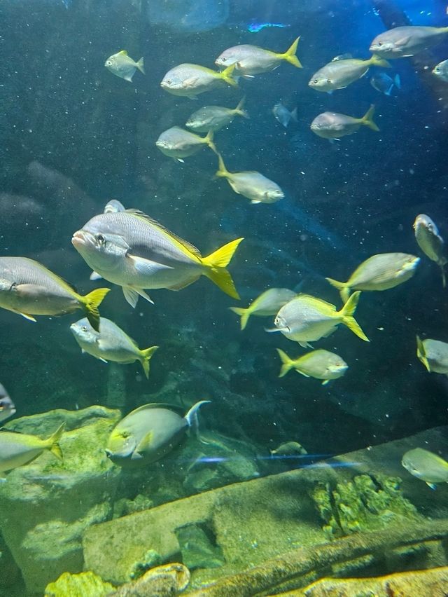 An Underwater Adventure in the Heart of Kuala Lumpur