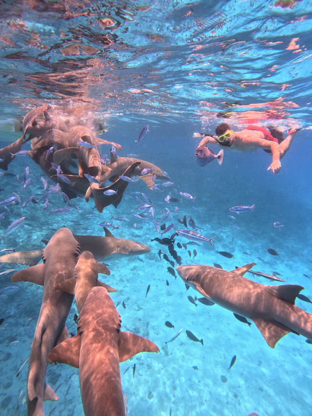 Swimming With Sharks in the Maldives: A Once-in-a-Lifetime Experience