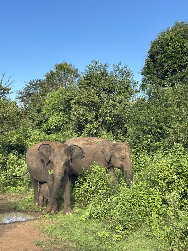 🇱🇰 Udawalawe – Where the Wild Still Roams 🇱🇰 Udawalawe – Where the Wild Still Roams