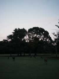 Deer Park Escape🦌