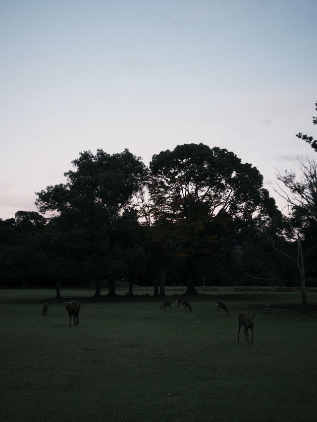 Deer Park Escape🦌 Deer Park Escape🦌