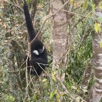 Spotting elephants in Xishuangbanna!