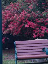 Hong Kong | I found Alice's Secret Garden 🌺 full of rhododendrons in bloom.