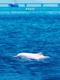 Pink dolphins are spotted here!