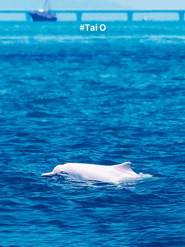 Pink dolphins are spotted here!
