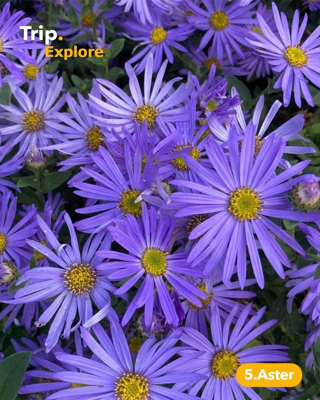 7 different species of plants in color violet