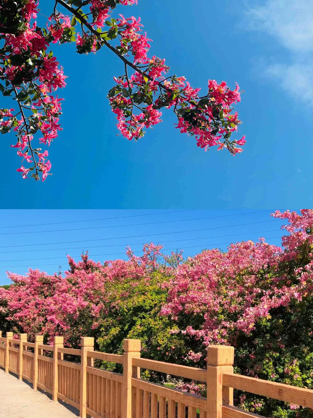 深圳 觀瀾湖異木棉  | 冬日粉色限定，秒拍日系大片