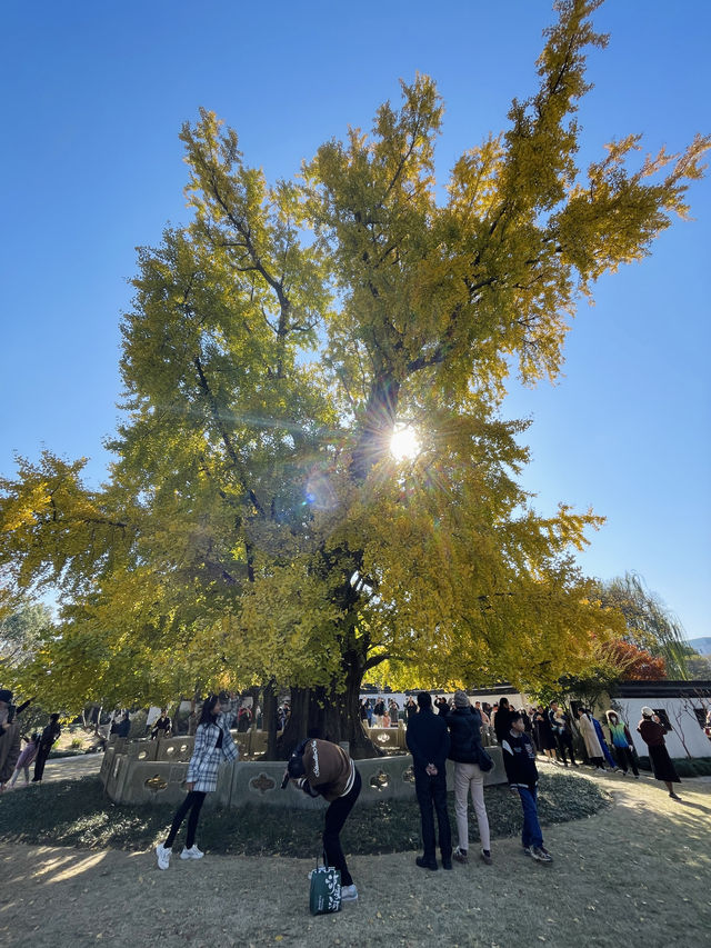 走進千年古樹公園