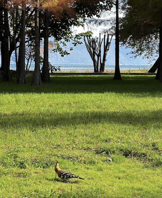 雲南海之味道,海舌生態公園入園必選