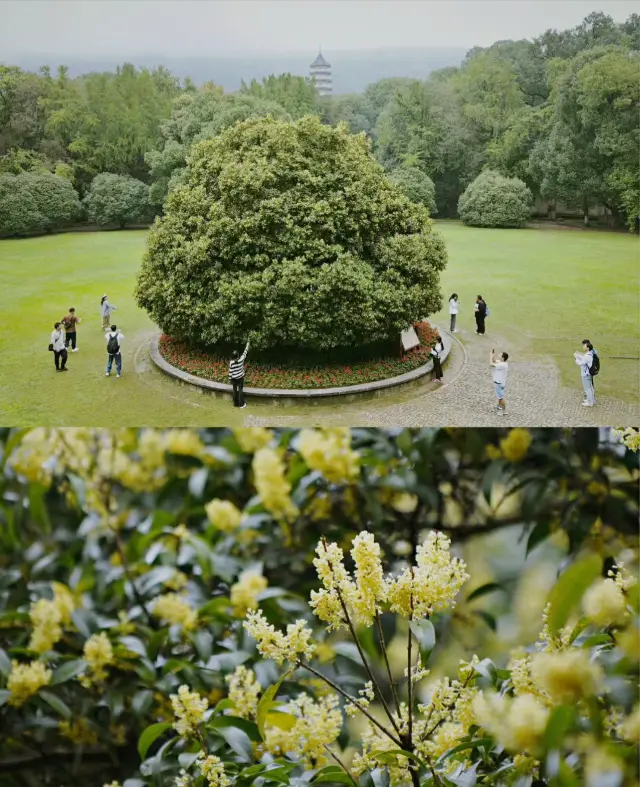 南京|千年靈谷寺萬株桂花香