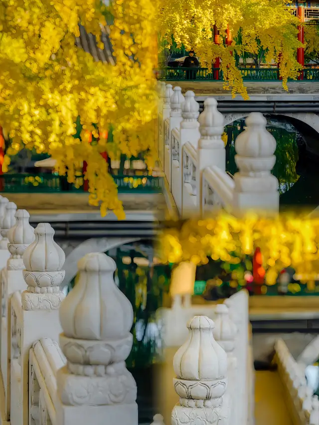 Zhongshan Park is the ceiling of ginkgo in Beijing