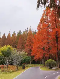 人生建議！12月一定要看的童話森林！