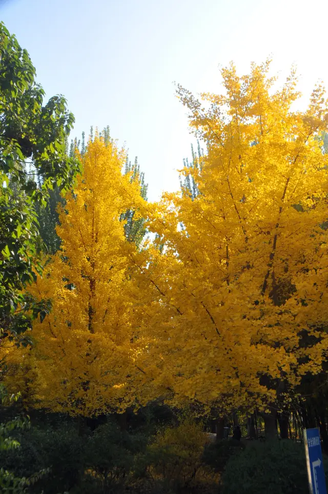 The beautiful ginkgo tree (2)