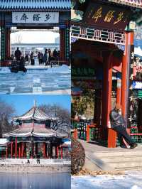 天津周末好去處：水上公園餵天鵝、賞殘荷，感受冬日別樣景致