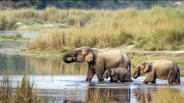 我在奇特旺Jungle Safari｜奇特旺叢林之旅