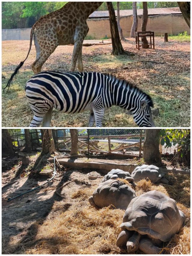 清邁動物園