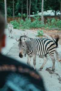 清邁亞洲最大夜間動物園Night Safari