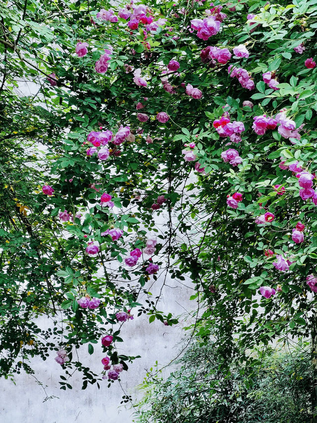 薔薇雖美，我更愛無人問津的芭蕉｜蘇州藝圃