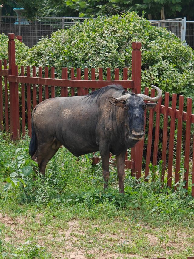 超治癒的動物園之行