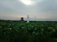 東莞水鄉濕地公園，周末親子遊好去處