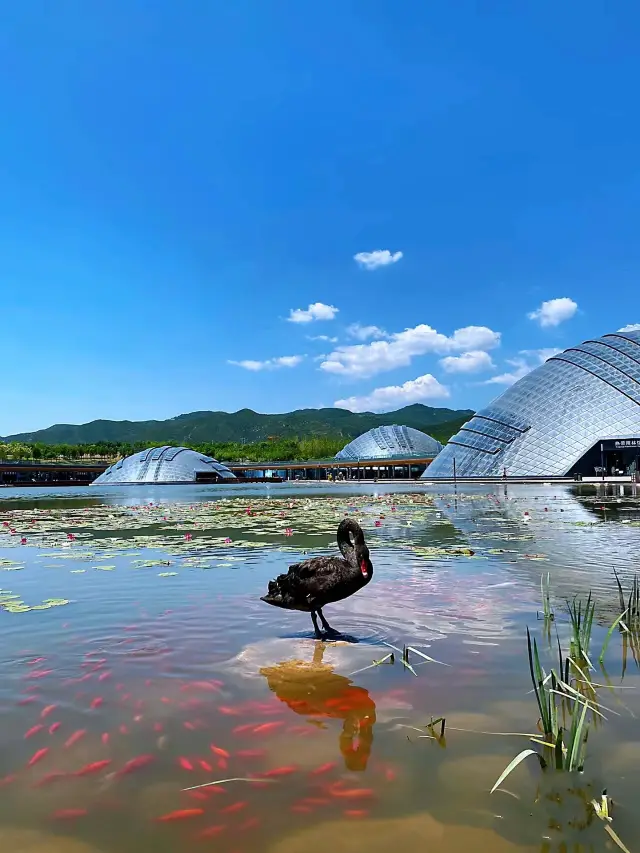 Taiyuan Botanical Garden          The photos are very beautiful            A shot is a masterpiece