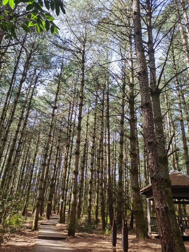 楚雄市牟定縣化佛山風景區