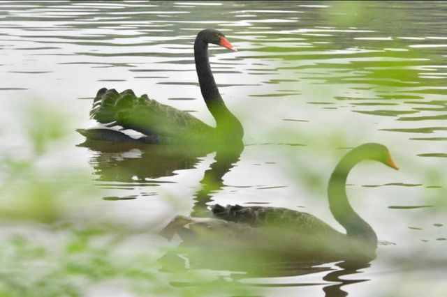 長沙生態動物園親子互動之旅｜值得