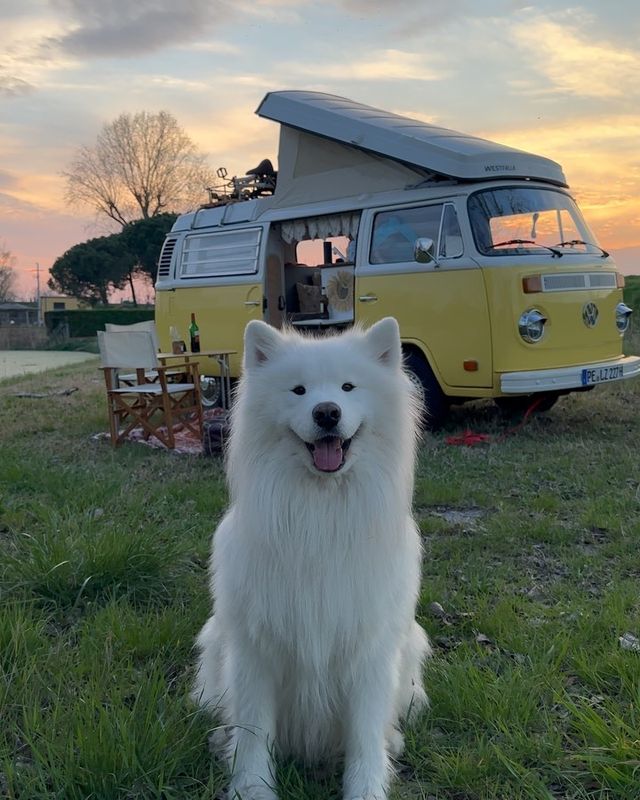 Happy 50th Birthday Daisy 🚌😍 Here are some of our favorite moments with Felix and Daisy 🧡