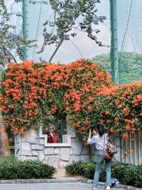 廣州春日限定的這條花路，我先走了