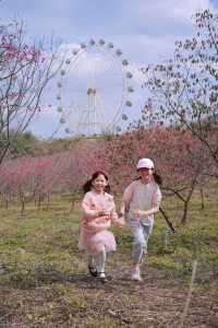 錯過等一年！廣州周邊賞花千畝粉色浪漫櫻花海