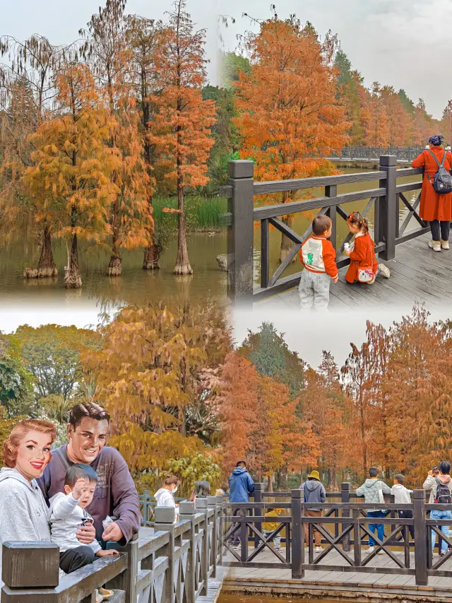 Enjoy a zero-cost weekend outing with kids at the metro station's bald cypress checkpoint