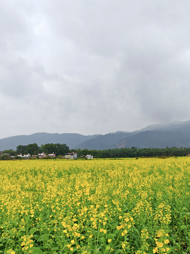下一站！錯過油菜花海又要等一年