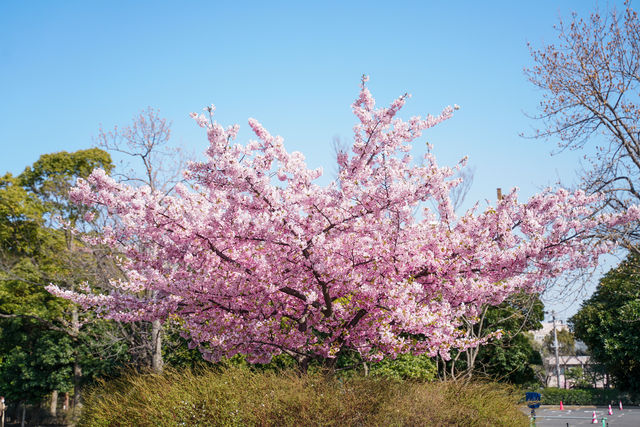 日本東京早櫻最佳賞花地