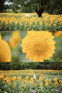 🌻The sunflower's final blooming period❗️Miss it and wait a year❗️