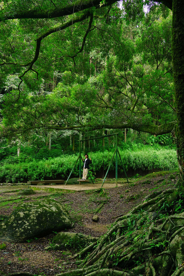 不用去貴州廣州也有絕美綠寶石森林公園~